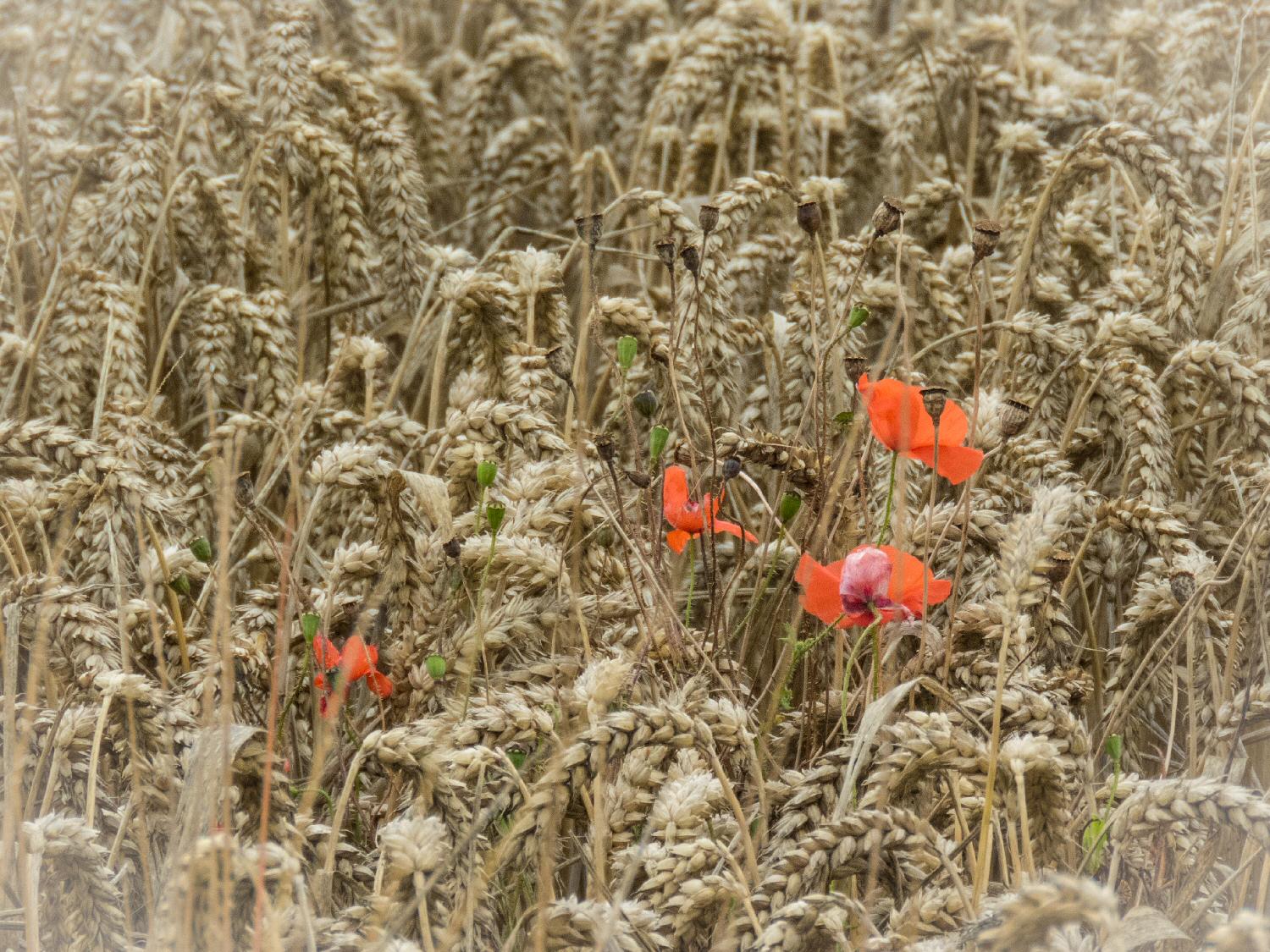 poppy in cornfield poppy in cornfield